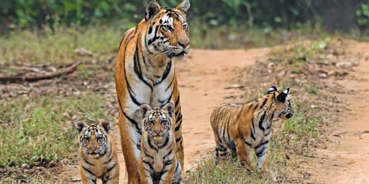 ರಾಷ್ಟೀಯ ಪ್ರಾಣಿಯನ್ನು ಸಂರಕ್ಷಿಸೋಣ, ರಾಷ್ಟ್ರೀಯತೆಯನ್ನು ಉಳಿಸೋಣ. ವಿಶ್ವ ಹುಲಿ ದಿನದ ಶುಭಾಶಯಗಳು..