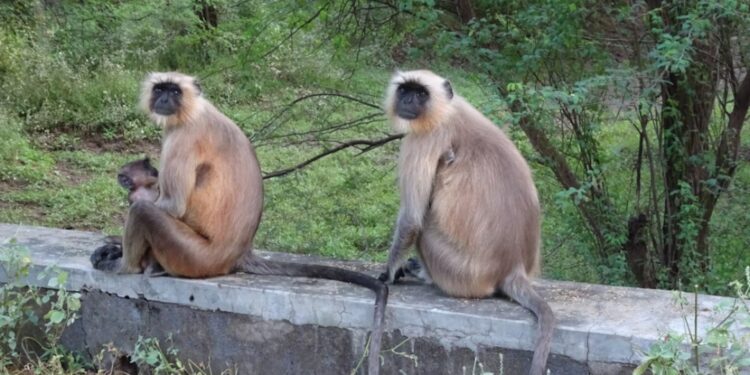 ಬೀದರ್ | ಮಂಗ ಕಚ್ಚಿ ಐವರಿಗೆ ಗಾಯ