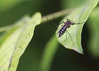 Plants to Avoid Mosquito: ಮನೆಯ ಮುಂದೆ ಈ ಗಿಡಗಳಿದ್ರೆ ಸೊಳ್ಳೆಗಳು ಬರುವುದಿಲ್ಲ.!