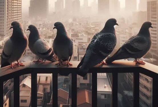 ಪಾರಿವಾಳಗಳಿಂದ ನಿಮ್ಮ ಮನೆಯ ಕಿಟಕಿ ಅಥವಾ ಬಾಲ್ಕನಿ ಗಲೀಜ್ ಆಗಿದ್ಯಾ? ಹಾಗಿದ್ರೆ ಈ ಗಿಡಗಳನ್ನು ಬೆಳೆಸಿ ಪಾರಿವಾಳಗಳಿಗೆ ಗುಡ್ ಬೈ ಹೇಳಿ.!