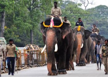 ವಿಶ್ವವಿಖ್ಯಾತ ದಸರಾಗೆ ಮೈಸೂರಿಗೆ ಎಂಟ್ರಿ ಕೊಡಲಿದೆ ಗಜಪಡೆ ! ಈ ಬಾರಿಯೂ ಅಂಬಾರಿ ಹೊರಲಿರುವ ಅಭಿಮನ್ಯು !