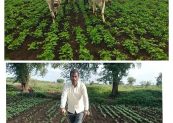 ಎಲ್ಲೆಡೆ ಭರದಿಂದ ಸಾಗಿದೆ ಎಡೆಕುಂಟೆ ಕಾರ್ಯ..