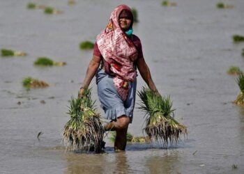 ದಶಕದ ನಂತರ ನಿರ್ಣಾದಲ್ಲಿ ಭತ್ತ ನಾಟಿ ಆರಂಭ: ಬೀದರ್