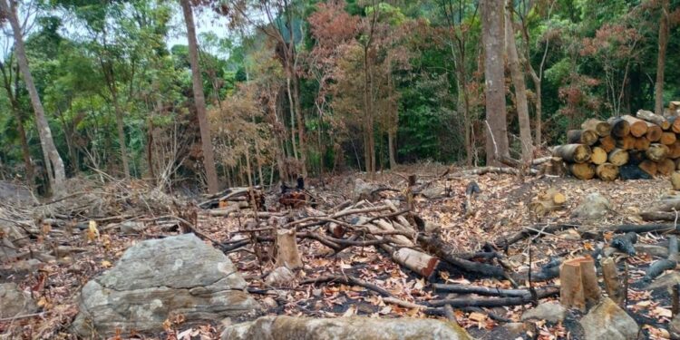 ತಲಕಾವೇರಿ ವನ್ಯಜೀವಿ ಅಭಯಾರಣ್ಯದ ಸಮೀಪ ಅಕ್ರಮ ಮರ ಹನನ