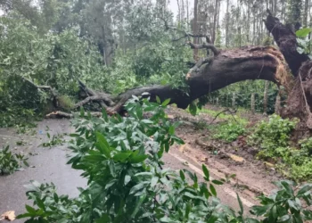 ಚಿಕ್ಕಮಗಳೂರು ಮಂಗಳೂರು ರಾಷ್ಟ್ರೀಯ ಹೆದ್ದಾರಿಯಲ್ಲಿ  ಸಂಚಾರ ಸ್ಥಗಿತ..