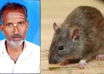 ಇಲಿ ಜ್ವರಕ್ಕೆ ಮೊದಲ ಬಲಿ: ಹಾವೇರಿಯಲ್ಲಿ ವೃದ್ಧ ಸಾವು!