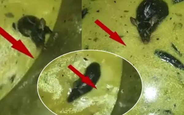 ಇಂಜಿನಿಯರಿಂಗ್ ಹಾಸ್ಟೆಲ್‌ ಆಹಾರದ ಚಟ್ನಿಯಲ್ಲಿ ಈಜುತ್ತಿರುವ ಇಲಿ!