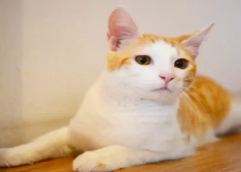 ಮರ್ಜಾಲದ ಪುಟ್ಟು ಮರಿಯ ಪ್ರಾಣ ಉಳಿಸಿದ ಸತ್ಯ ಘಟನೆ…