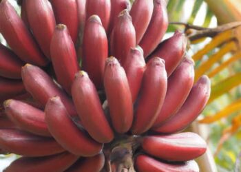 ಕೆಂಪು ಬಾಳೆಹಣ್ಣನ್ನು ತಿನ್ನುವುದರಿಂದ ಆರೋಗ್ಯಕ್ಕೆ ಇಷ್ಟೆಲ್ಲಾ ಬೆನಿಫಿಟ್ಸ್ ಇದೆ .!
