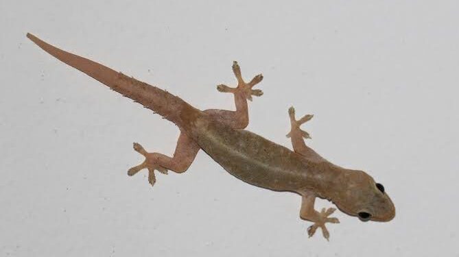 Simple hack: ಮನೆಯಲ್ಲಿ ಹಲ್ಲಿಗಳ ಕಾಟ ಜಾಸ್ತಿ ಇದ್ರೆ, ಈ ಹ್ಯಾಕ್ ಟ್ರೈ ಮಾಡಿ.!