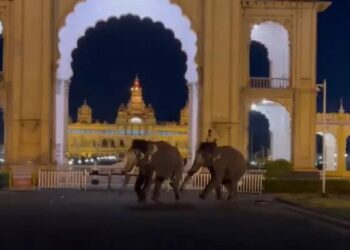 ಮೈಸೂರಿನಲ್ಲಿ ದಸರಾ ಆನೆಗಳ ಕಿತ್ತಾಟ – ಆತಂಕದಲ್ಲಿ ಚೆಲ್ಲಾಪಿಲ್ಲಿಯಾದ ಜನ !