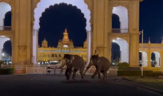 ಮೈಸೂರಿನಲ್ಲಿ ದಸರಾ ಆನೆಗಳ ಕಿತ್ತಾಟ – ಆತಂಕದಲ್ಲಿ ಚೆಲ್ಲಾಪಿಲ್ಲಿಯಾದ ಜನ ! 