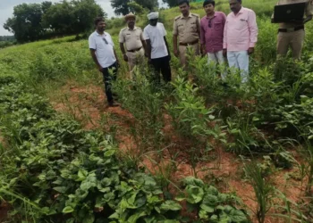 ತೊಗರಿ-ಅವರೆ-ಹಲಸಂದೆ ಜೊತೆ ಗಾಂಜಾ ಬೆಳೆದ ಭೂಪ ! 568 ಗಾಂಜಾ ಗಿಡಗಳನ್ನು ವಶಕ್ಕೆ ಪಡೆದ ಪೊಲೀಸ್ !