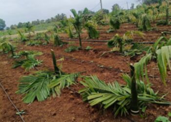 ಗಂಡನ ಮನೆಗೆ ಬರಲು ನಿರಾಕರಿಸಿದ ಪತ್ನಿ – ನೂರಾರು ಅಡಿಕೆ ಗಿಡಗಳನ್ನ ನಾಶ ಮಾಡಿದ ಅಳಿಯ !