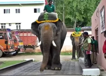 ಮೈಸೂರಿಗೆ ದಸರಾ ಗಜಪಡೆ 2ನೇ ಟೀಮ್ ಎಂಟ್ರಿ.. ಯಾವ ಆನೆ ಎಷ್ಟು ತೂಕ..?