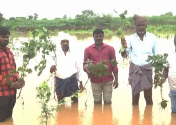 ಮೂರು ದಿನದಿಂದ ಸುರಿಯುತ್ತಿರೋ ಮಳೆಗೆ ಕಂಗಾಲಾದ ರೈತ; ಕಟಾವಿಗೆ ಬಂದಿದ್ದ ಉದ್ದು, ಸೋಯಾ ನೀರಲ್ಲಿ ಮುಳುಗಡೆ