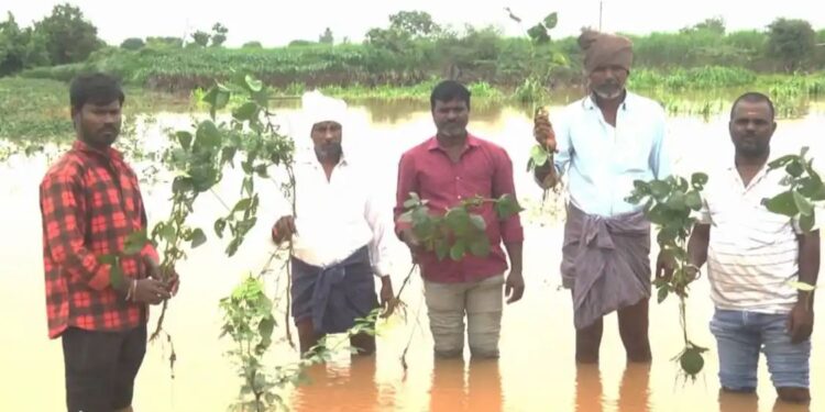 ಮೂರು ದಿನದಿಂದ ಸುರಿಯುತ್ತಿರೋ ಮಳೆಗೆ ಕಂಗಾಲಾದ ರೈತ; ಕಟಾವಿಗೆ ಬಂದಿದ್ದ ಉದ್ದು, ಸೋಯಾ ನೀರಲ್ಲಿ ಮುಳುಗಡೆ