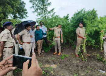 ಬೀದರ್ ನಲ್ಲಿ ಅಕ್ರಮ ಗಾಂಜಾ ಬೆಳೆಯ ಮೇಲೆ ಪೊಲೀಸರ ರೇಡ್ :3 ಕೋಟಿಗೂ ಅಧಿಕ ಬೆಳೆ ನಾಶ!