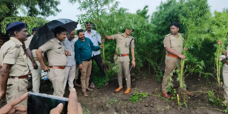ಬೀದರ್ ನಲ್ಲಿ ಅಕ್ರಮ ಗಾಂಜಾ ಬೆಳೆಯ ಮೇಲೆ ಪೊಲೀಸರ ರೇಡ್ :3 ಕೋಟಿಗೂ ಅಧಿಕ ಬೆಳೆ ನಾಶ!