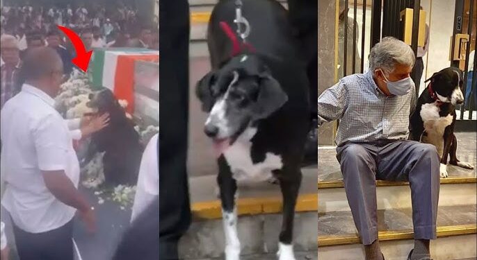 ತನ್ನ ಮಾಲೀಕ ಟಾಟಾ ರನ್ನು ಬಿಟ್ಟು ಅಗಲದ ನಾಯಿ ಗೋವಾ