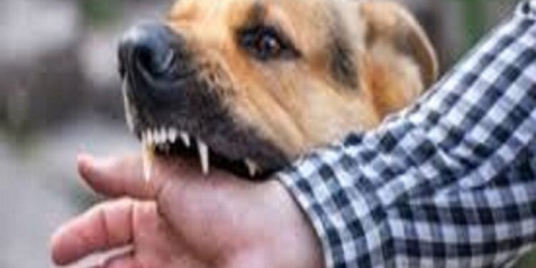 ನಾಯಿ ದಾಳಿಗೆ 10 ವರ್ಷದ ಬಾಲಕ ಬಲಿ