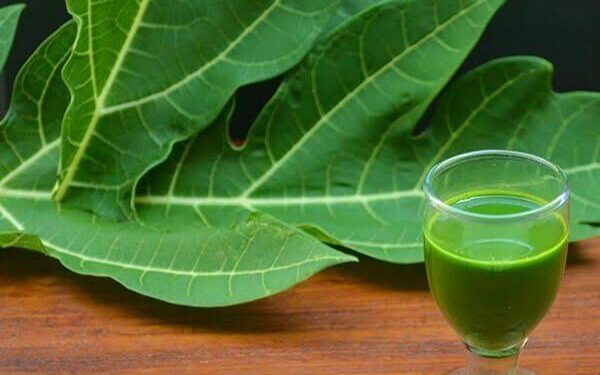 ಪಪ್ಪಾಯ ಎಲೆಗಳಿಂದ ಆರೋಗ್ಯಕ್ಕೆ ಏನೆಲ್ಲಾ ಲಾಭಗಳಿದೆ ಎಂಬ ಮಾಹಿತಿ ಇಲ್ಲಿದೆ.!