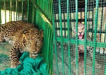 5ನೇ ಚಿರತೆ ಸೆರೆ ಹಿಡಿದ ಅರಣ್ಯ ಇಲಾಖೆ – ಹೆಚ್‌ಡಿ ಕೋಟೆಯಲ್ಲಿ ಗಂಡು ಚಿರತೆ ಬೋನಿಗೆ !