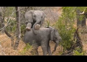 ನಾಲ್ಕು ತಿಂಗಳ ಆನೆಮರಿ ಸಾವು ;ಎರಡು  ವಾರದಲ್ಲಿ 11 ಕ್ಕೆ ತಲುಪಿದ ಸಾವಿನ ಸಂಖ್ಯೆ