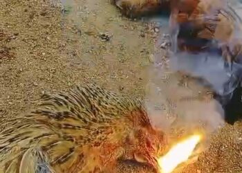ನಾಟಿ ಕೋಳಿಗೆ ವಿಷವಿಟ್ಟ ದುರುಳರು :ಸತ್ತ ಕೋಳಿಯ ಬಾಯಿಂದ ಬರುತ್ತಿದೆ ಬೆಂಕಿ !