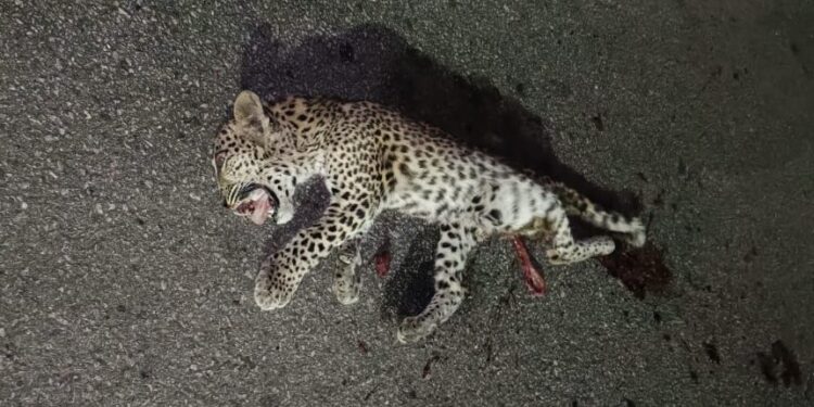 ರಸ್ತೆ ದಾಟುತ್ತಿದ್ದ ಚಿರತೆಗೆ ಲಾರಿ ಡಿಕ್ಕಿ ! ಹೆದ್ದಾರಿಯಲ್ಲಿ 2 ವರ್ಷದ ಚಿರತೆ ಸಾವು ! 