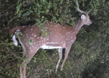 ಹಿಟ್ & ರನ್ ಗೆ ಜಿಂಕೆ ಬಲಿ – ಕೊಡಗಿನ ರಸ್ತೆಬದಿಯಲ್ಲಿ ಜಿಂಕೆ ಮೃತದೇಹ ಪತ್ತೆ ! 