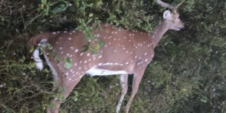 ಹಿಟ್ & ರನ್ ಗೆ ಜಿಂಕೆ ಬಲಿ – ಕೊಡಗಿನ ರಸ್ತೆಬದಿಯಲ್ಲಿ ಜಿಂಕೆ ಮೃತದೇಹ ಪತ್ತೆ ! 