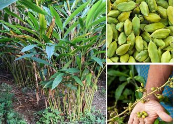 ಏಲಕ್ಕಿಯ ವಿಶೇಷತೆ ಏನು?