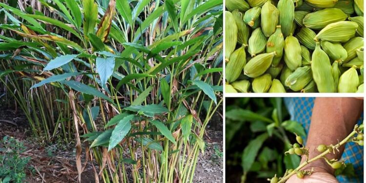 ಏಲಕ್ಕಿಯ ವಿಶೇಷತೆ ಏನು?