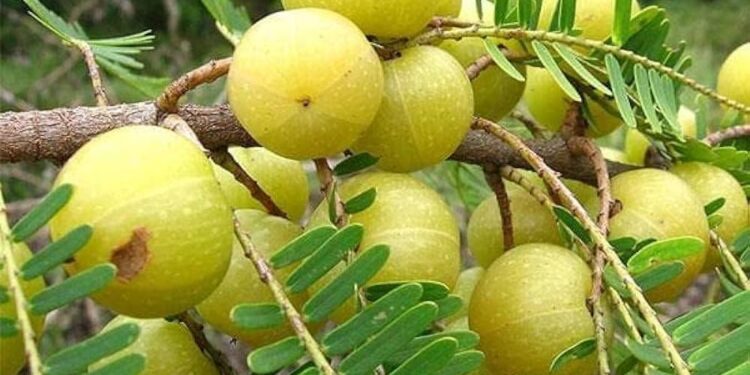 ಅಮ್ಲಾ (ಬೆಟ್ಟದನೆಲ್ಲಿಕಾಯಿ): ಆರೋಗ್ಯ ಮತ್ತು ಸೌಂದರ್ಯಕ್ಕಾಗಿ ನೈಸರ್ಗಿಕ ಪರಿಹಾರ