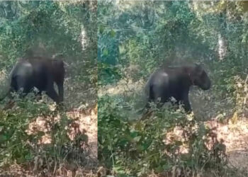 ಚಿಕ್ಕಮಗಳೂರಿನಲ್ಲಿ ಕಾಡಾನೆ ಹಾವಳಿ ಅಷ್ಟಿಷ್ಟಲ್ಲ – ಇಬ್ಬರನ್ನು ಬಲಿ ಪಡೆದ ಆನೆಗೆ ಹೆದರಿ ಮನೆಯಲ್ಲೇ ಕುಳಿತ ರೈತರು!