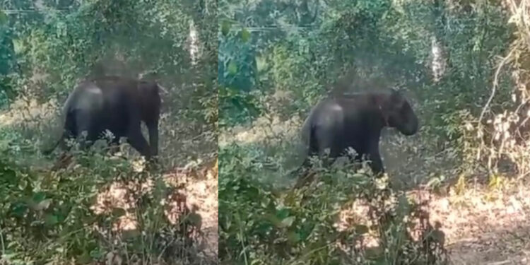 ಚಿಕ್ಕಮಗಳೂರಿನಲ್ಲಿ ಕಾಡಾನೆ ಹಾವಳಿ ಅಷ್ಟಿಷ್ಟಲ್ಲ – ಇಬ್ಬರನ್ನು ಬಲಿ ಪಡೆದ ಆನೆಗೆ ಹೆದರಿ ಮನೆಯಲ್ಲೇ ಕುಳಿತ ರೈತರು!