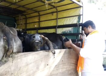 ಹಾಸನದಲ್ಲಿ ಅಕ್ರಮ ಗೋ ಸಾಗಾಟ ..? ಪುನೀತ್ ಕೆರೆಹಳ್ಳಿ ಮಾಹಿತಿ ಮೇರೆಗೆ ಗೋ ರಕ್ಷಣೆ ಮಾಡಿದ ಪೋಲಿಸರು ! 