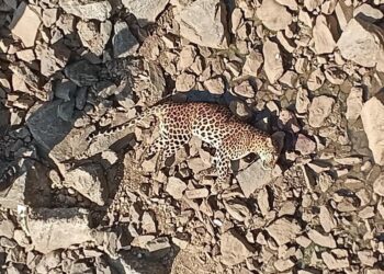 ಭದ್ರಾ ನದಿ ತೀರದಲ್ಲಿ ಚಿರತೆ ಕಳೇಬರ ಪತ್ತೆ ! ಅಪಘಾತದಲ್ಲಿ ಸತ್ತಿದ್ದಾ… ಅಥವಾ ಯಾರೋ ಕೊಂದಿದ್ದಾ..?!