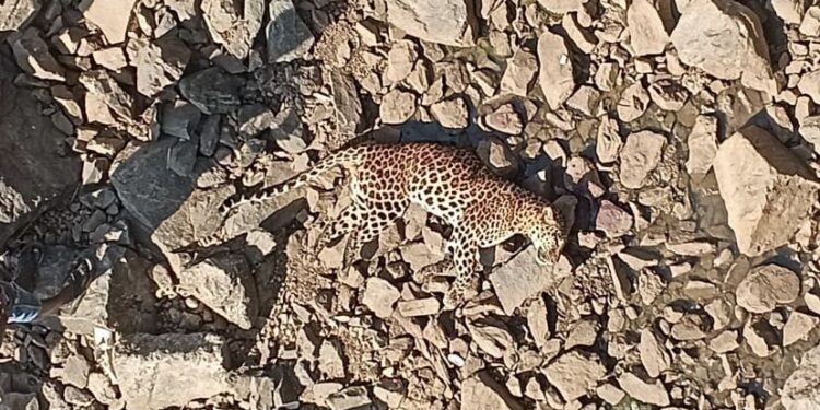 ಭದ್ರಾ ನದಿ ತೀರದಲ್ಲಿ ಚಿರತೆ ಕಳೇಬರ ಪತ್ತೆ ! ಅಪಘಾತದಲ್ಲಿ ಸತ್ತಿದ್ದಾ… ಅಥವಾ ಯಾರೋ ಕೊಂದಿದ್ದಾ..?! 