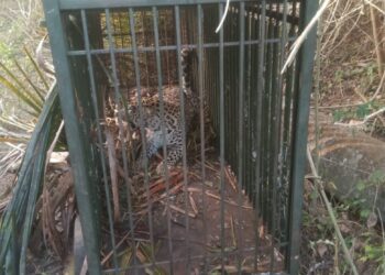 ಮೈಸೂರಿನಲ್ಲಿ ಬೋನಿಗೆ ಬಿದ್ದ ಚಿರತೆ – ಕೆ.ಆರ್.ನಗರದಲ್ಲಿ ಕಾಟ ಕೊಟ್ಟಿದ್ದ ಚಿರತೆ ಸೆರೆ ! 