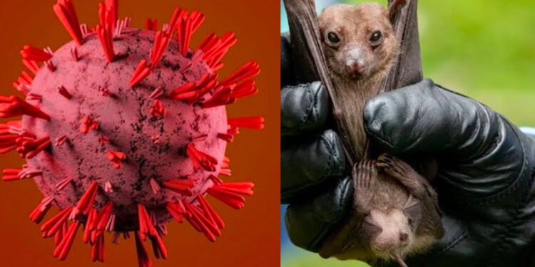 ಮತ್ತೊಮ್ಮೆ ಹೊಚ್ಚ ಹೊಸ ವೈರಸ್ ಸಂಶೋಧಿಸಿದ ಚೀನಾ..! HKU5-CoV-2 ಪತ್ತೆ ಹಚ್ಚಿದ ಬಾವಲಿ ಮಹಿಳೆ!