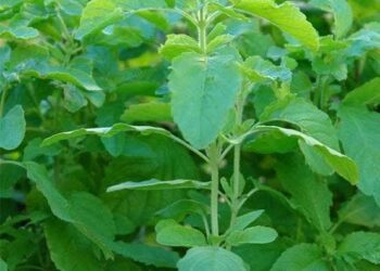 ತುಳಸಿ: ಆರೋಗ್ಯದ ಪ್ರಕೃತಿಯ ವರದಾನ