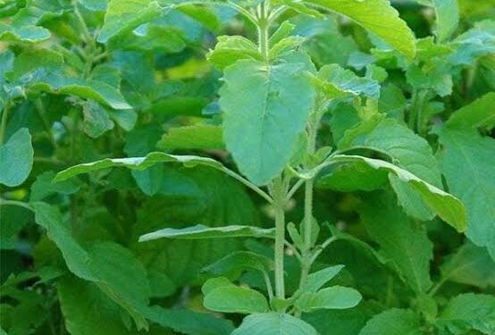 ತುಳಸಿ: ಆರೋಗ್ಯದ ಪ್ರಕೃತಿಯ ವರದಾನ