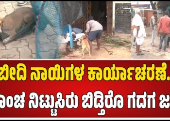 ಬೀದಿ ನಾಯಿಗಳಿಗೆ ಬ್ರೇಕ್ ಹಾಕಲು ಮುಂದಾದ ಗದಗ-ಬೆಟಗೇರಿ ನಗರಸಭೆ