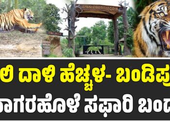 ಹುಲಿ ದಾಳಿ ಹೆಚ್ಚಳ- ಬಂಡಿಪುರ, ನಾಗರಹೊಳೆ ಸಫಾರಿ ಬಂದ್