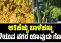ಅತಿಹೆಚ್ಚು ಬಾಳೆಹಣ್ಣು ಬೆಳೆಯುವ ನಗರ ಯಾವುದು ಗೊತ್ತೆ