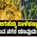 ಅತಿಹೆಚ್ಚು ಬಾಳೆಹಣ್ಣು ಬೆಳೆಯುವ ನಗರ ಯಾವುದು ಗೊತ್ತೆ