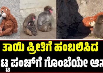Viral Video: ತಾಯಿ ಪ್ರೀತಿಗೆ ಹಂಬಲಿಸಿದ ಪುಟ್ಟ ಪಂಚ್‌ಗೆ ಗೊಂಬೆಯೇ ಆಸರೆ