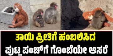 Viral Video: ತಾಯಿ ಪ್ರೀತಿಗೆ ಹಂಬಲಿಸಿದ ಪುಟ್ಟ ಪಂಚ್ಗೆ ಗೊಂಬೆಯೇ ಆಸರೆ